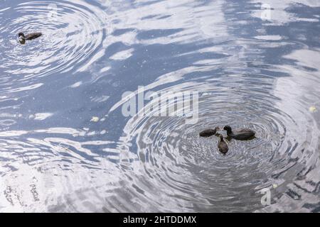 Eurasischer Ruß mit Jungtieren im Wasserkanal in Kepa Potocka grün, Erholungs- und Freizeitbereich in den Warschauer Bezirken Zoliborz und Bielany, Po Stockfoto