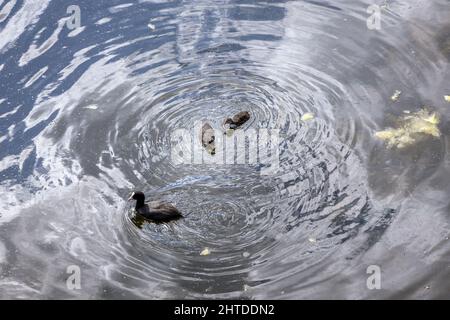 Eurasischer Ruß mit Jungtieren im Wasserkanal in Kepa Potocka grün, Erholungs- und Freizeitbereich in den Warschauer Bezirken Zoliborz und Bielany, Po Stockfoto