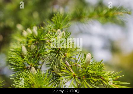 Nahaufnahme schöner gelblich grüner männlicher Zapfen an Ästen von Cedar Tree Cedrus libani oder Lebanon Cedar. Großer immergrüner Zedernbaum mit üppigem Grün Stockfoto