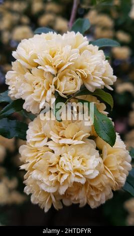 Vertikale Nahaufnahme der Rosa banksiae, gebräuchliche Namen Lady Banks' Rose oder einfach nur Banks' Rose. Stockfoto