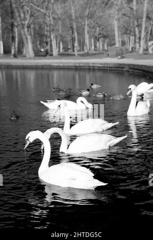 Graustufen-Aufnahme von Enten und Schwanen, die im Teich schwimmen Stockfoto