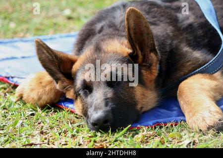 Ein Nahaufnahme-Porträt eines niedlichen braunen Schäferhundes, der auf einer Decke schläft Stockfoto