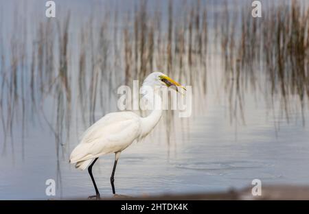 Shallow-Focus-Aufnahme eines östlichen Großreiher, der an einem Seeufer steht Stockfoto