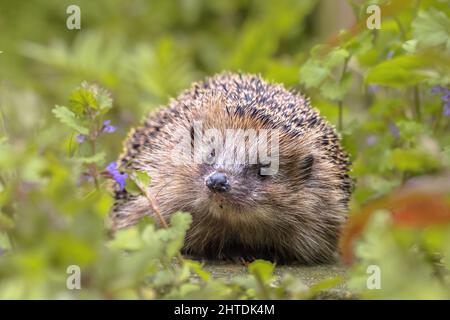 Europäischer Igel (Erinaceus europaeus), der im Garten mit blauen Blumen spazieren geht. Der westeuropäische Igel ist in Europa beheimatet und kann über ein W überleben Stockfoto