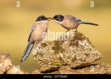 Die iberische Elster (Cyanopica cochi) gehört zur Familie der Krähen. Eltern füttern jungen Vogel auf Stamm gegen hellen Hintergrund in Extremadura, Spanien. Wil Stockfoto