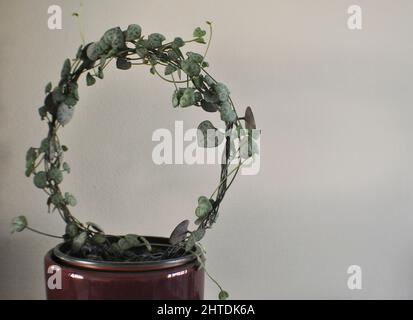 Eine Herzschnur-Zimmerpflanze (Ceropegia woodii) - eine nachgeschleppte Pflanze, die trainiert wurde, um eine Drahtschleife mit Kopierraum zu wachsen Stockfoto