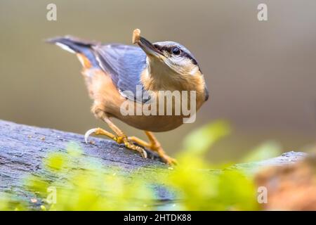 Eurasischer Nuthatch (Sitta europaea) auch Holznuthatch genannt, der an einem Baumstamm im Wald hängt. Tierwelt in der Natur. Oft als Gartenvogel gesehen. Liv Stockfoto