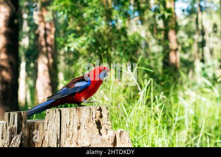 Der purpurrote Rosella-Papagei sitzt auf einem Baumstumpf. Stockfoto