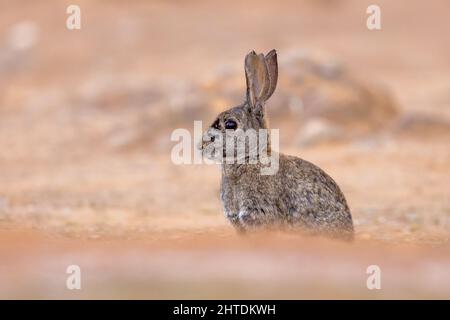 Wildes europäisches Kaninchen (Oryctolagus cuniculus) oder Coney ist eine auf der Iberischen Halbinsel heimische Kaninchenart. Sie wurde an anderer Stelle weit verbreitet. Stockfoto