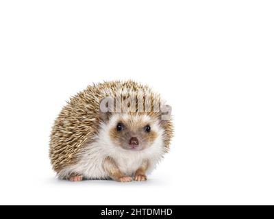 Niedlicher junger Eichen-brauner afrikanischer Pygmäenigel, der nach vorne zeigt. Blick direkt auf die Kamera. Isoliert auf weißem Hintergrund. Stockfoto