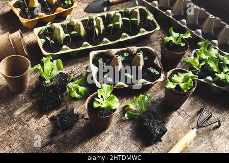 Tomaten-, Basilikum- und Salatpflanzen in wiederverwendeten Eierschalen und Kokos-Töpfen, die biologisch abbaubar sind, auf dem dunklen Holztisch, nachhaltiger Hausgarten und Cottag Stockfoto