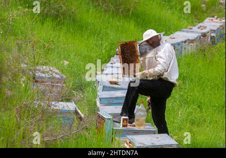 Nahaufnahme eines Imkers, der eine Bienenwabe mit Bienen hält. Imkerei. Stockfoto