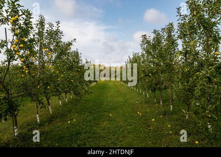 Reihen von Apfelbäumen und gefallenen gelben Äpfeln auf einem Feld in Door County, Wisconsin, USA Stockfoto