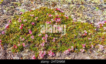 Grün rosa gelb und rot Wildpflanzen Moos und Blumen auf dem Boden der Vavatn See in Hemsedal Norwegen Muster und Textur. Stockfoto