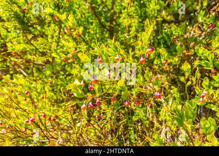 Grün rosa gelb und rot Wildpflanzen Moos und Blumen auf dem Boden der Vavatn See in Hemsedal Norwegen Muster und Textur. Stockfoto