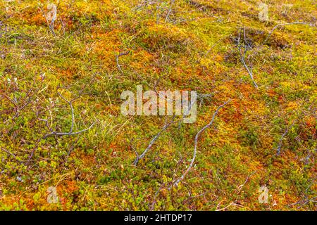 Grün rosa gelb und rot Wildpflanzen Moos und Blumen auf dem Boden der Vavatn See in Hemsedal Norwegen Muster und Textur. Stockfoto