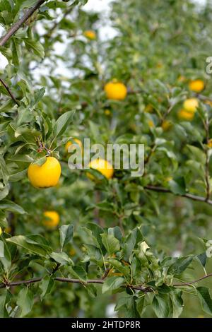 Gelbe Äpfel auf Ästen auf einem Feld in Door County, Wisconsin, USA Stockfoto