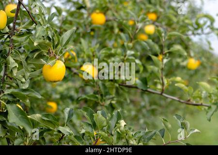 Gelbe Äpfel auf Ästen auf einem Feld in Door County, Wisconsin, USA Stockfoto