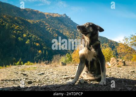 Ein gewöhnlicher Mischlingshund sitzt und schaut an einem sonnigen Tag streng zur Seite vor den Hintergrund der Berge Stockfoto