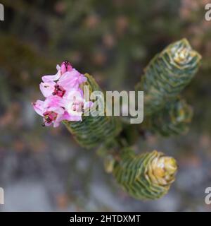 Sukkulante Pflanze mit Blumen im Kogelberg Nature Reserve, Südafrika Stockfoto