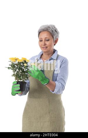 Porträt einer lächelnden asiatischen Frau professionellen Gärtner oder Floristen in Schürze hält Rose Blume in einem Topf isoliert auf weißem Hintergrund Stockfoto
