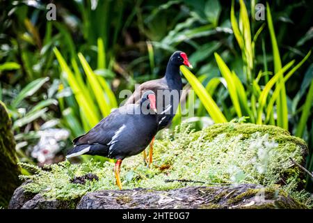 Eine Nahaufnahme der hawaiianischen Gallinuklee-Vögel. Waimea Falls, Oahu Hawaii Stockfoto