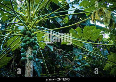 Nahaufnahme eines Papaya-Baumes. Waimea Falls, Oahu Hawaii Stockfoto