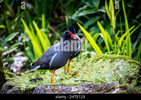 Nahaufnahme der hawaiianischen Gallinulevögel. Waimea Falls, Oahu Hawaii Stockfoto