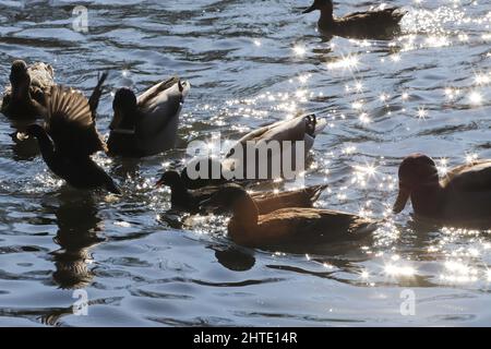 Wasservögel Mallard Enten und Moorhen (Gallinula) in einem See von kontrastreichen Licht und Sonneneruptionen Stockfoto
