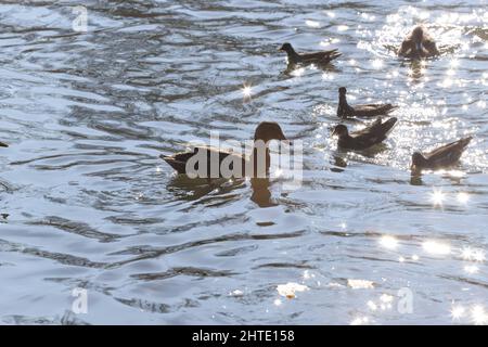 Wasservögel Mallard Enten und Moorhen (Gallinula) in einem See von kontrastreichen Licht und Sonneneruptionen Stockfoto