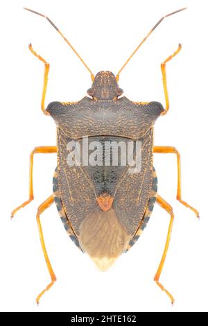 Pentatoma rufipes (Waldkäfer) Stockfoto