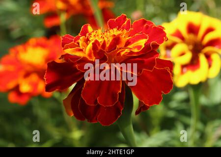 Seitenansicht einer roten Tagetes-Patula, Nahaufnahme Stockfoto
