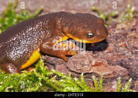 Nahaufnahme eines Taricha granulosa , rauhhäutigen Molchens Stockfoto