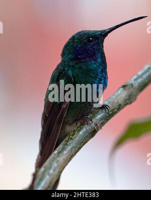 Nahaufnahme eines grünen Kolibris (Trochilidae), der auf einem Zweig in der Nähe von Otavalo, Ecuador, thront. Stockfoto