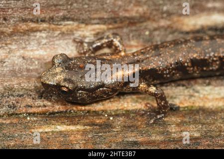 Nahaufnahme des Kopfes eines bunt getrübten Salamanders, Aneides ferreus Stockfoto