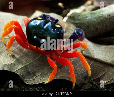 Nahaufnahme einer hellen und farbenfrohen roten Landkrabbe (Gecarcinus quadratus), die auf Blattmüll am Strand im Corcovado-Nationalpark kriecht, kostet Stockfoto