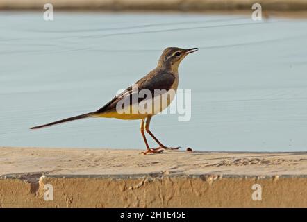 Grauer Wagtail (Motacilla cinerea) unreif an der Wand von Rindern, die durch den Oman trinken Dezember Stockfoto