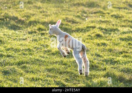 Kidderminster, Großbritannien. 27.. Februar 2022. UK Wetter: Hüpfend neugeborenes Lamm an einem sonnigen Tag. Wir befinden uns noch im meteorologischen Winter, aber der Frühling nähert sich schnell und dieses frühe Lamm ist draußen und genießt am Ende des Tages die Sonne. Kredit: Lee Hudson Stockfoto