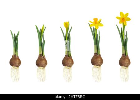 Wachstumsphasen eines gelben Narzisses von der Blumenzwiebel bis zur blühenden Blume isoliert auf weißem Hintergrund Stockfoto