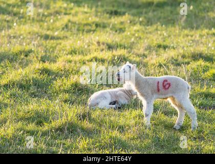 Ein Paar früher, neugeborener Lämmer, die draußen auf ihrem Feld isoliert sind und die nach der Mittagszeit die Sonne genießen; ein Lamm liegt, das andere steht gebläht. Stockfoto