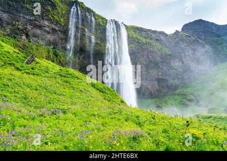 Natürliche Landschaft von schönen Seljalandsfoss Wasserfall mit dem Feld der lila Nootka Lupine und Gelbe Blumen. Stockfoto