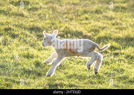 Kidderminster, Großbritannien. 27.. Februar 2022. UK Wetter: Hüpfend neugeborenes Lamm an einem sonnigen Tag. Wir befinden uns noch im meteorologischen Winter, aber der Frühling nähert sich schnell und dieses frühe Lamm ist draußen und genießt am Ende des Tages die Sonne. Kredit: Lee Hudson Stockfoto