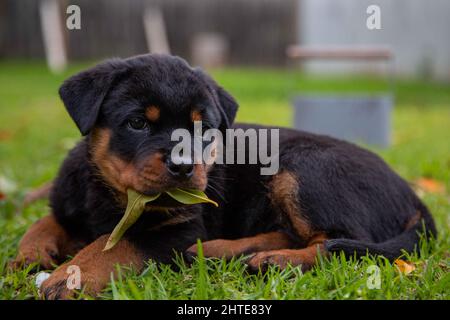 Niedlicher Rottweiler-Welpe, der auf dem Gras liegt Stockfoto