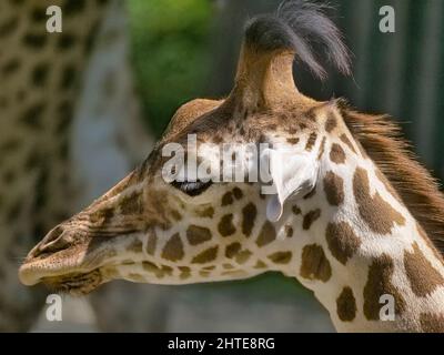 Ein Kopfschuss einer niedlichen Giraffe im unscharfen Hintergrund Stockfoto