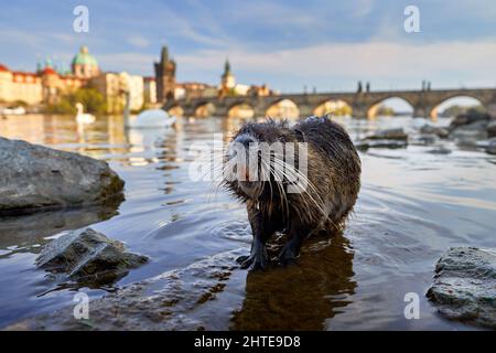 Nutria, Weitwinkel mit Flussstadt Lebensraum, Moldau, Prag, Tschechische Republik. Myocastor coypus, große Maus mit großem Zahn mit Haus und Brücke, Urben wi Stockfoto