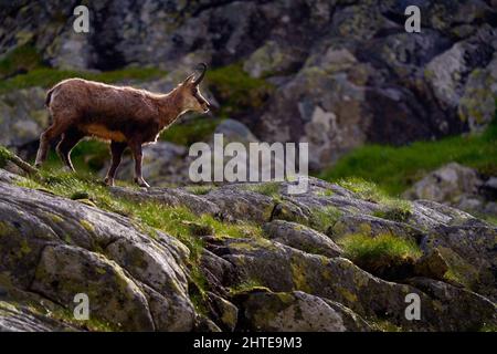 Gämsen, Rupicapra rupicapra tatranica, auf dem felsigen Hügel, Stein im Hintergrund, Vysoke Tatry NP, Slowakei. Wildtierszene mit Horntier, endemischer ra Stockfoto