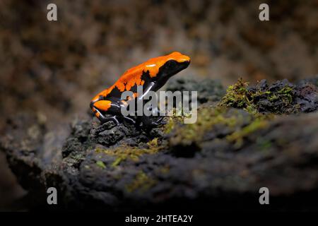 Spritzwasserrückenfrosch, Adelphobates galactonotus, orange-schwarzer Giftfrosch im tropischen Dschungel. Kleiner Amazonas-Frosch in Naturlebensraum. Stockfoto