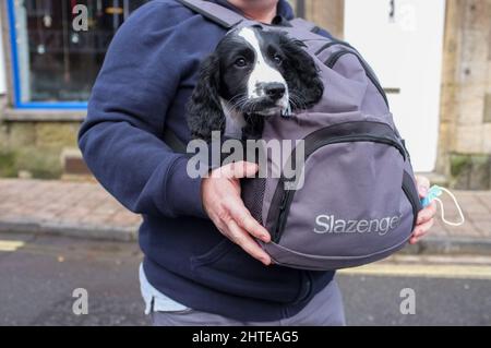 Ein junger Hund wird in einem Rucksack entlang der Straße in Dorset getragen. Stockfoto