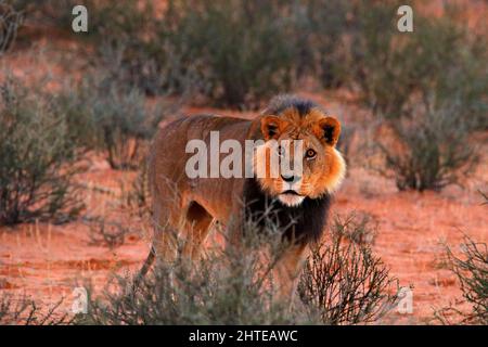 Kgalagadi Löwe im dunklen Morgen, Botswana. Löwe mit schwarzer Mähne, großes Tier im Lebensraum. Gesicht Porträt der afrikanischen gefährlichen Katze. Wildlife-Szene aus Stockfoto