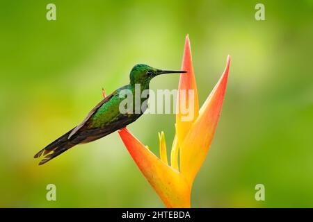 Tropische Natur, Vogel mit Blütenblüte. Kolibri Empress Brilliant, Heliodoxa imperatrix aus Kolumbien in der Blüte Blume, Kolumbien, Tierwelt aus Stockfoto